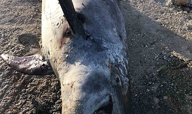 Ölü yunus balığı sahile vurdu