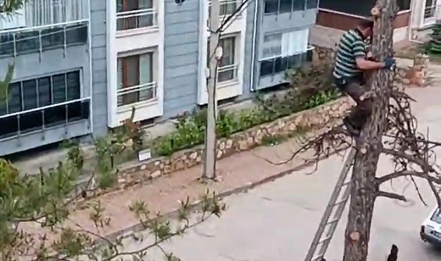 Önlem almadan Metrelerce yükseklikte tehlikeli budama çalışması yaptı