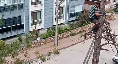 Önlem almadan Metrelerce yükseklikte tehlikeli budama çalışması yaptı
