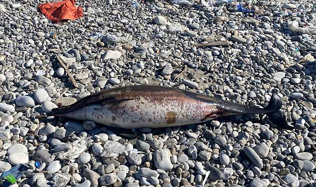 Ölü yunus karaya vurdu