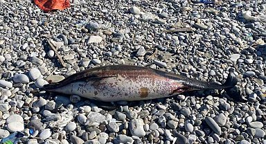 Ölü yunus karaya vurdu