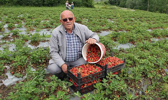 Organik çileklere talep artıyor