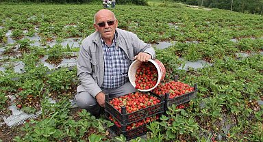 Organik çileklere talep artıyor