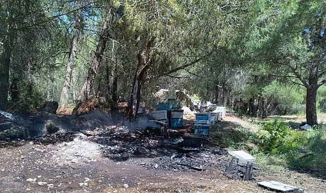 Ormanlık alanda bulunan arı kovanları yandı