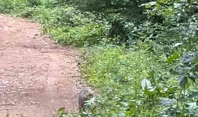 Ormanlık alanda, yaban kedisi görüntülendi