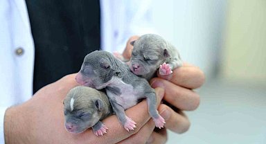 Örnek hayvan hastanesi, can dostlarımıza  şifa dağıtıyor