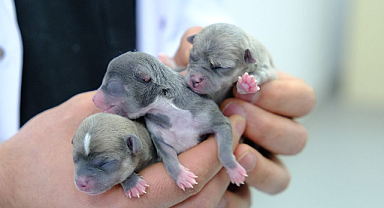 Örnek hayvan hastanesi, can dostlarımıza  şifa dağıtıyor