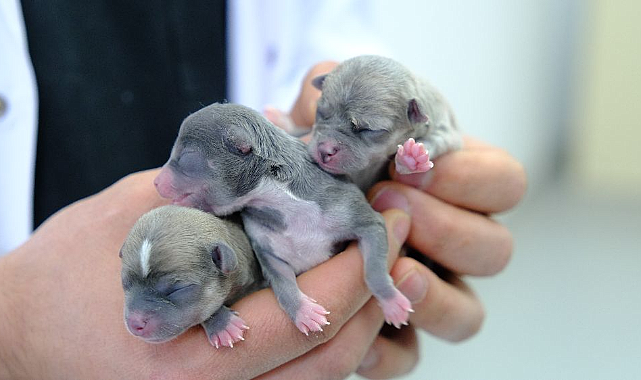 Örnek hayvan hastanesi, can dostlarımıza  şifa dağıtıyor