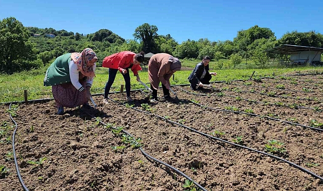 &#039;Osmanlı çileği&#039;, tarladan hasat edilmeden satılıyor