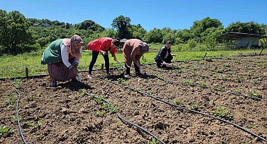 'Osmanlı çileği', tarladan hasat edilmeden satılıyor