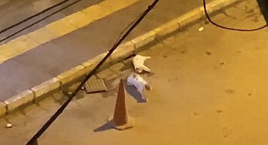 Otomobilin çarptığı kedinin başından ayrılmadı