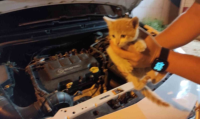 Otomobilin motor kısmına giren kedi yavrusu, uzun uğraş sonrası kurtuldu