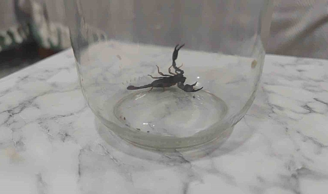 Paniğe neden olan akrep, doğal yaşamına bırakıldı