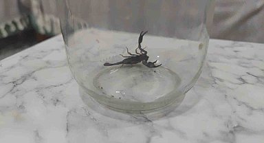 Paniğe neden olan akrep, doğal yaşamına bırakıldı