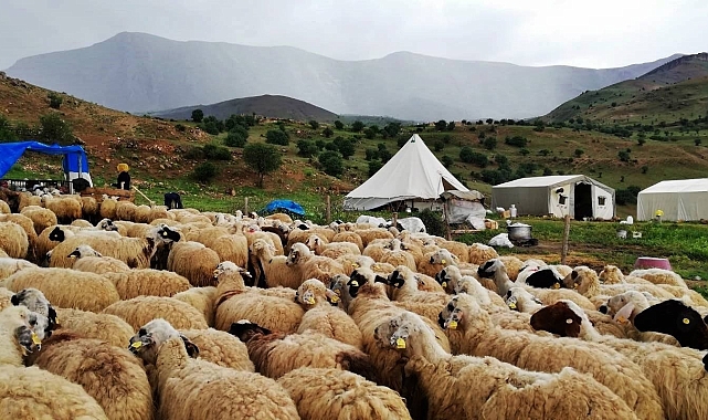 Peynir üreticileri dışarıdan getirilen peynirlerden muzdarip