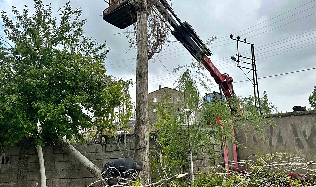 Polen oluşturan ağaçlar, kesilmeye başlandı