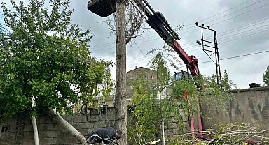 Polen oluşturan ağaçlar, kesilmeye başlandı