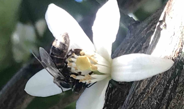 Rotasını şaşıran bal arısı üniversite bahçesinde oğul verdi