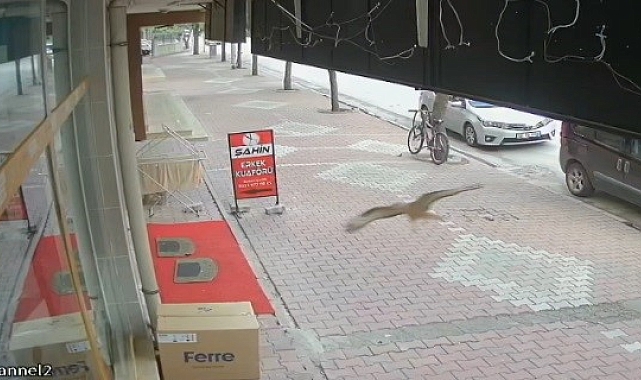 Şahin kuşu, kontrolden çıktı