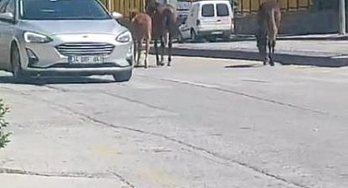 Sahipsiz atlar trafiği tehlikeye soktu