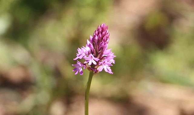 Salebin kilosu bin 500 TL&#039;den satılıyor