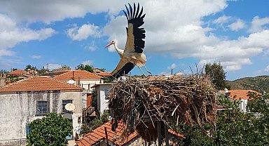 Saman ipleri leylekleri tehdit ediyor