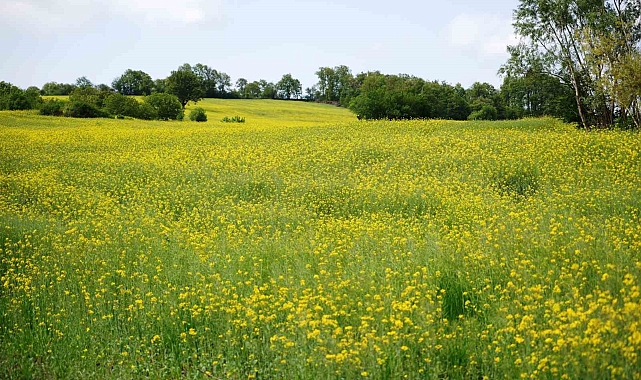 Samsun&#039;da çiçek açan kanola bitkisi, tarlaları sarıya boyadı