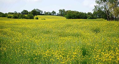 Samsun'da çiçek açan kanola bitkisi, tarlaları sarıya boyadı