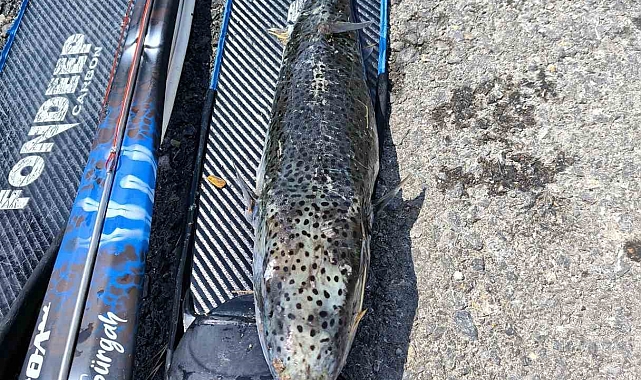 Serbest dalış yapan balıkçı, zıpkınla yaklaşık 6 kiloluk &#039;benekli balon balığı&#039; avladı