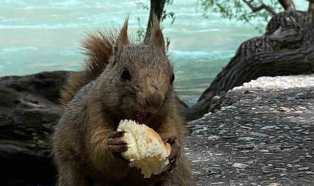 Sincabın takibinde olan adam, hayvanı kendi elleriyle besledi