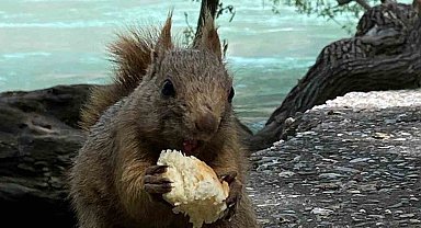 Sincabın takibinde olan adam, hayvanı kendi elleriyle besledi