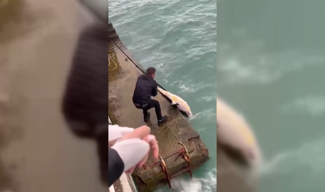 Sinop&#039;ta dalgaların kıyıya sürüklediği ölü yunusu denizden vatandaşlar çıkardı