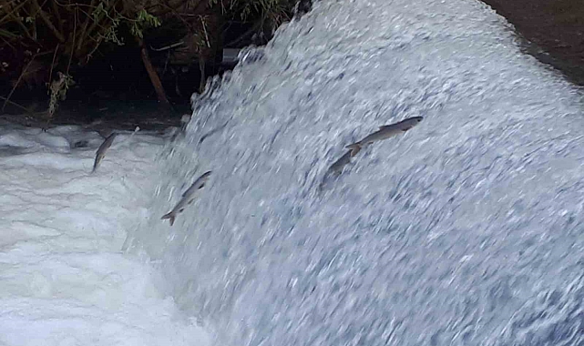 Siraz balıklarının zorlu yolculuğu ilgi çekiyor