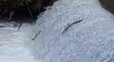 Siraz balıklarının zorlu yolculuğu ilgi çekiyor
