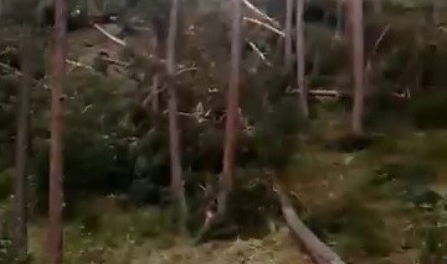 Sivas&#039;ta hortum ağaçları kökünden söktü