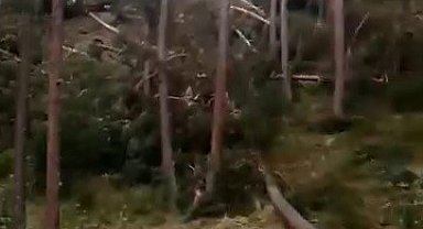 Sivas'ta hortum ağaçları kökünden söktü