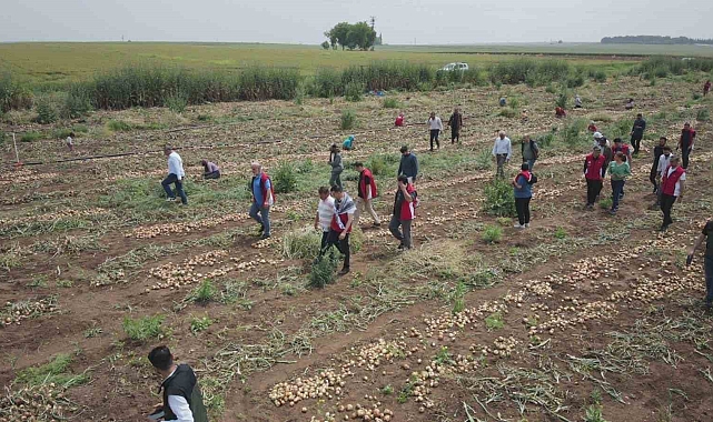 Soğan hasadı başladı