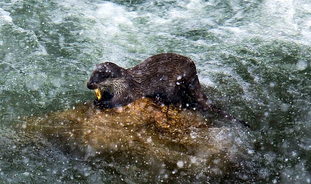 Su Samuru uzun zaman sonra Çoruh&#039;ta yeniden görüldü
