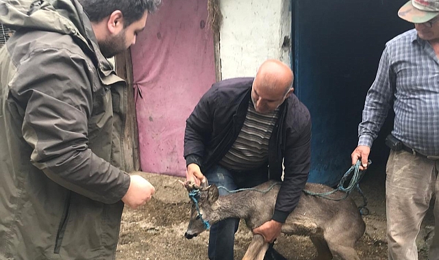 Sulama kanalına düşen karacayı boğulmaktan kurtuldu