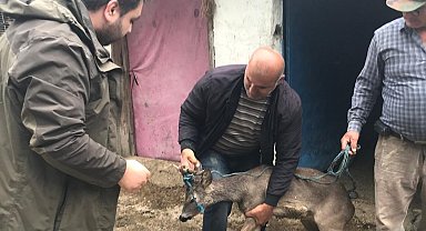 Sulama kanalına düşen karacayı boğulmaktan kurtuldu