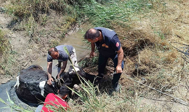 Sulama kanalına düşüp mahsur kalan ineği itfaiye kurtardı