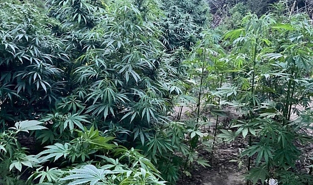 Şüpheli şahıslar, kenevir sularken suçüstü yakalandı