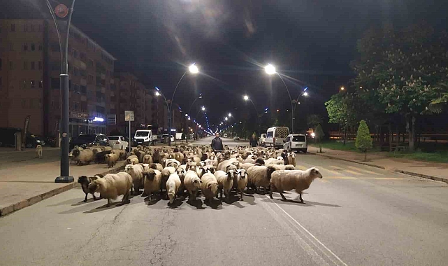 Sürüler yaylalara çıkmaya başladı