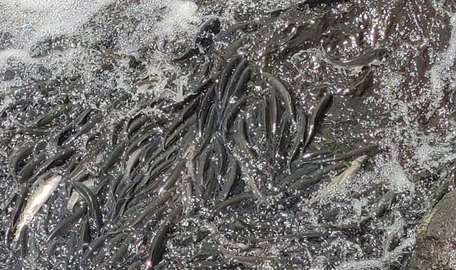 Suyun akışının tersine yüzen inci kefalinin görsel şöleni, hayran bırakıyor