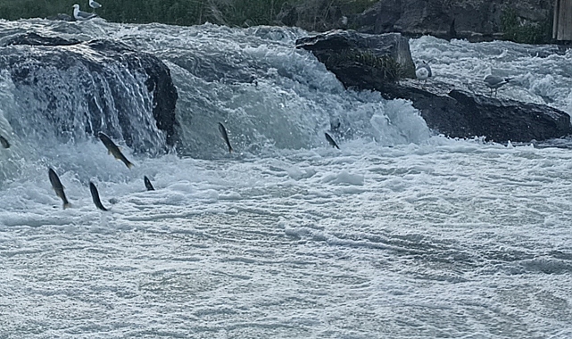 Suyun Akışının tersine yüzen, İnci kefalinin zorlu göçü başladı