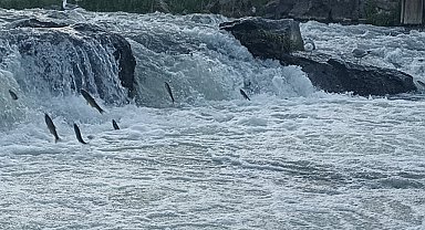 Suyun Akışının tersine yüzen, İnci kefalinin zorlu göçü başladı