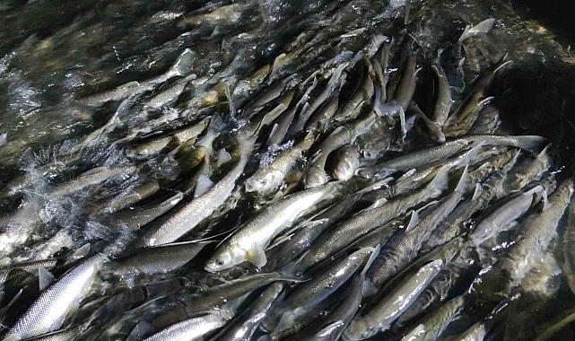 Suyun akışının tersine yüzerek tatlı sulara göç eden inci kefalinin muhteşem gece yolculuğu başladı