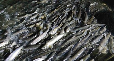 Suyun akışının tersine yüzerek tatlı sulara göç eden inci kefalinin muhteşem gece yolculuğu başladı