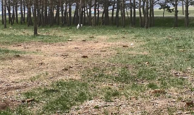 Tarihi tren istasyonundaki kuru çam ağaçları kesildi