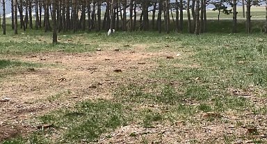 Tarihi tren istasyonundaki kuru çam ağaçları kesildi